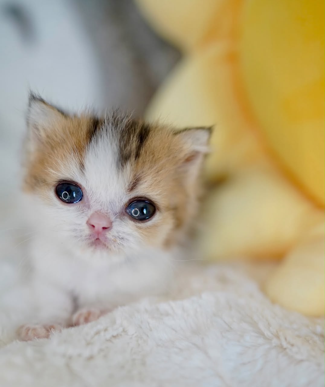 Grooming a British Shorthair, Longhair and Scottish Fold