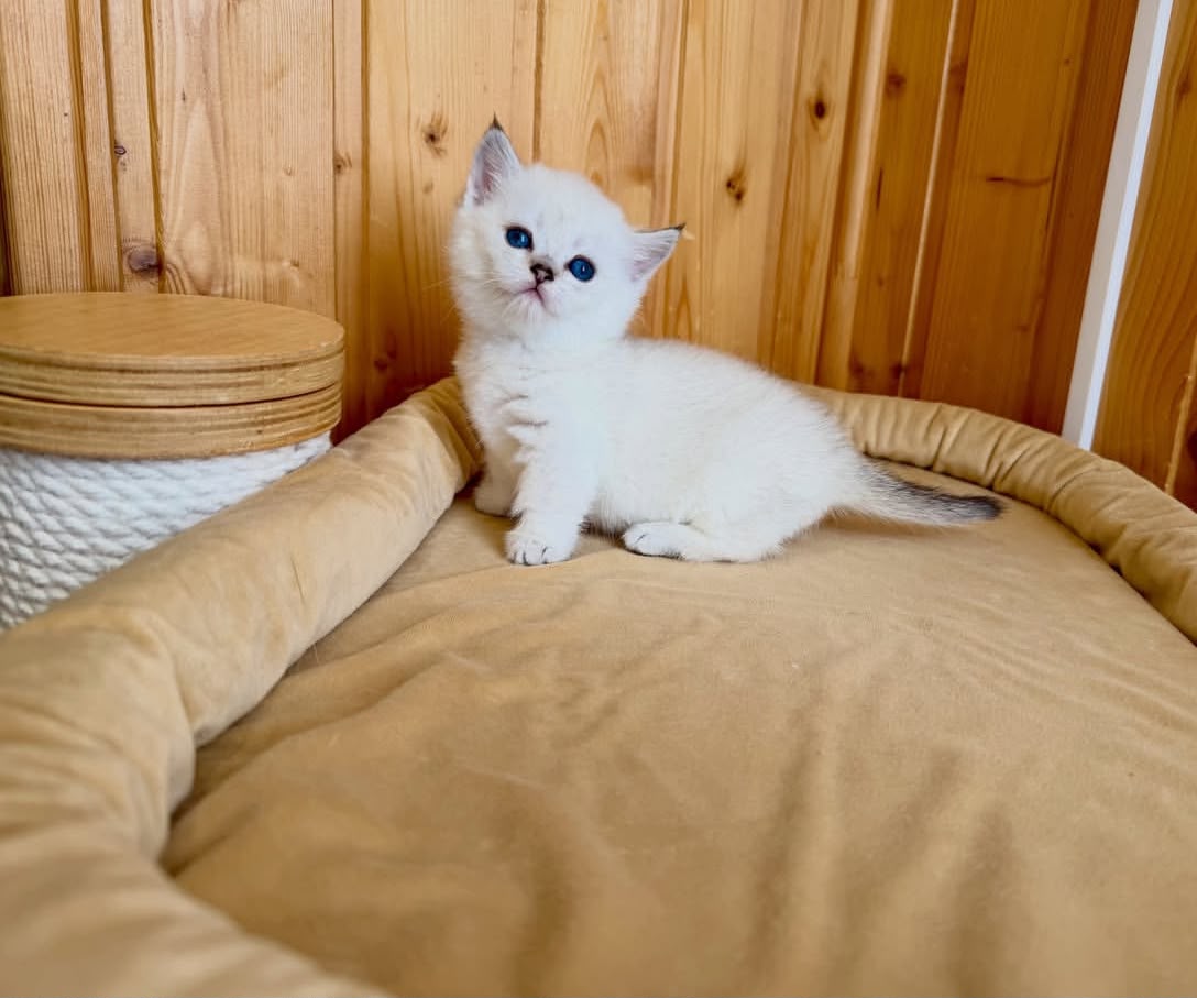 Vaccinations, Worming and the Vet Schedule for Your First Year