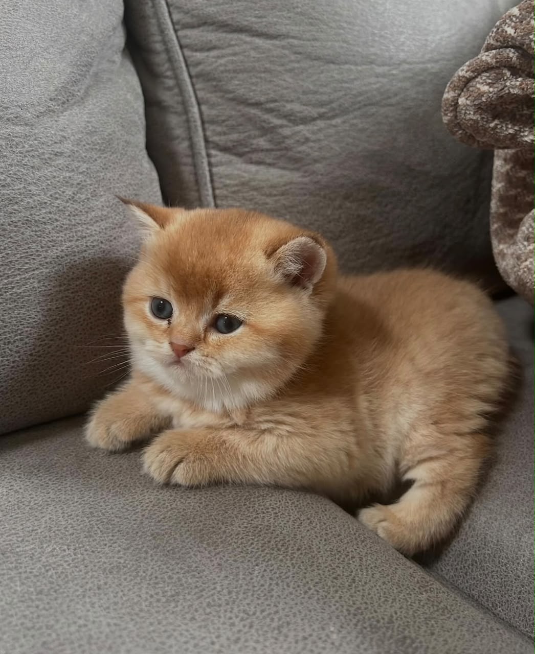 Kitten-Proofing: The Nine Things Worth Doing Before They Arrive